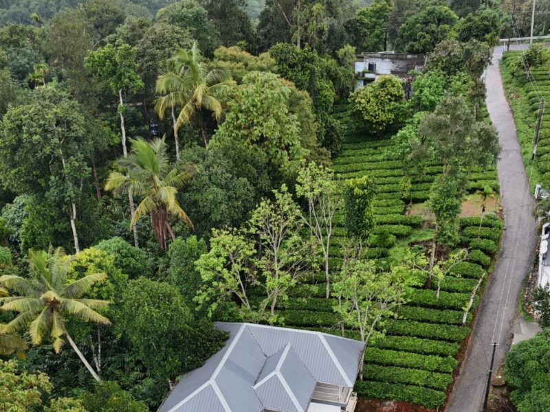 Tea Haze Cottage Munnar
